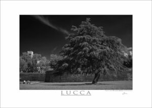 Photo printed on Paper - Fine Art - Canvas - Lucca Poster Walls