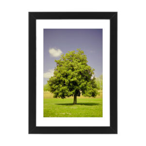 Photo printed on Paper - Fine Art - Canvas - Lucca Poster Walls 010